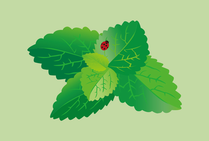 葉の上のてんとうむし